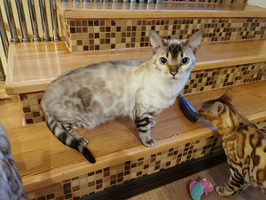 Бенгальский кот (4 фото из 5)