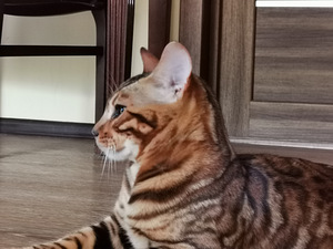 Бенгальская кошка (2 фото из 5)