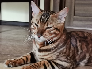 Бенгальская кошка (3 фото из 5)
