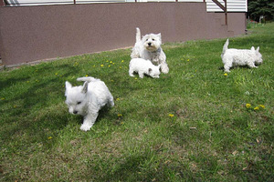 West Highland White Terrier