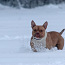 American pocket Bully (foto #4)