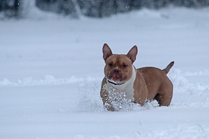 American pocket Bully (4 foto no 9)