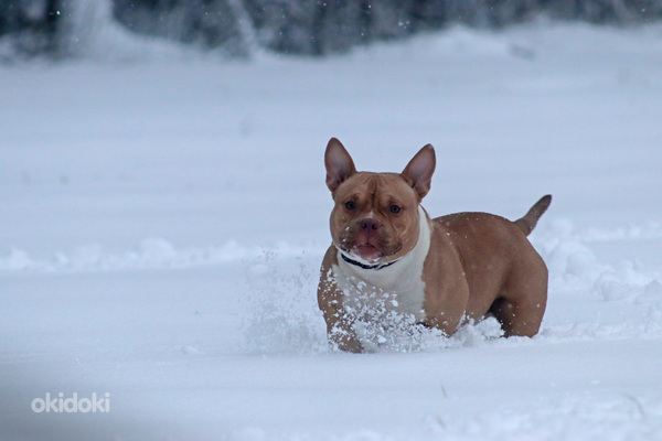 American pocket Bully (foto #4)