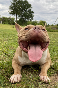 American pocket Bully (7 foto no 9)