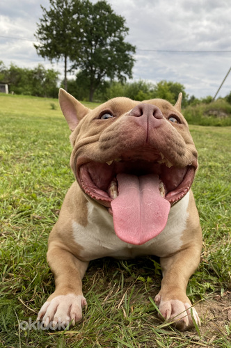 American pocket Bully (foto #7)