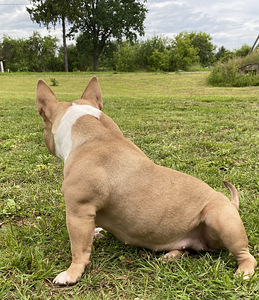 American pocket Bully (9 foto no 9)