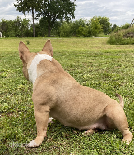 American pocket Bully (foto #9)