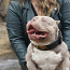 American pocket Bully (foto #4)