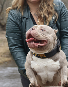 American pocket Bully (4 foto no 7)