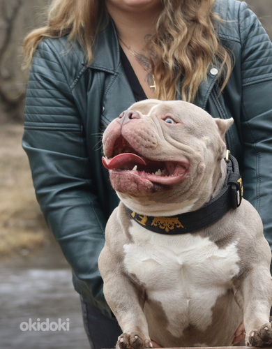 American pocket Bully (foto #4)