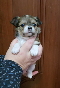 Chihuahua narttupentu (2 valokuva sivusta 3)