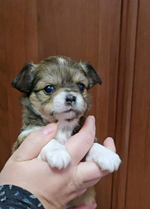 Chihuahua narttupentu (1 valokuva sivusta 2)