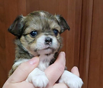 Chihuahua narttupentu