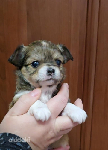 Chihuahua narttupentu