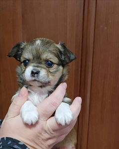 Chihuahua narttupentu (2 valokuva sivusta 2)