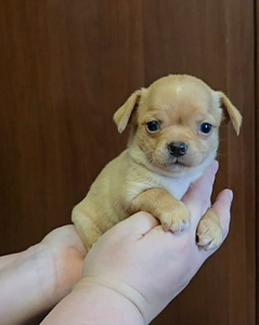 Chihuahua urospentu (1 valokuva sivusta 2)