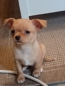 Chihuahua urospentu (2 valokuva sivusta 3)