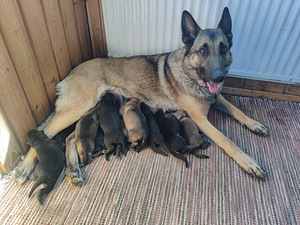 Saksanpaimenkoira/malinois (1 valokuva sivusta 5)