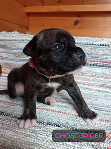 Americanbulldog X Cane Corso MIX-pennut (3 valokuva sivusta 9)