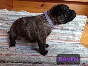 Americanbulldog X Cane Corso MIX-pennut (4 valokuva sivusta 9)