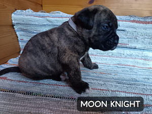 Americanbulldog X Cane Corso MIX-pennut (6 valokuva sivusta 9)