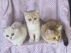 British shorthair kissa