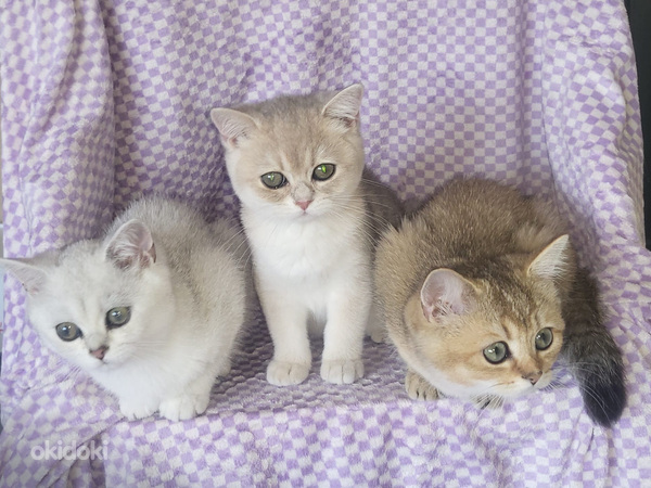 British shorthair kissa (valokuva #1)