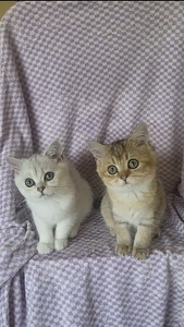 British shorthair kissa (2 valokuva sivusta 4)