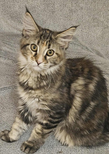 Maine Coon котята (1 фото из 2)