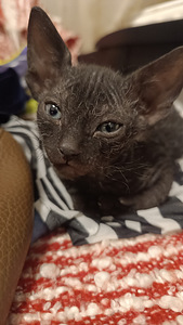 Кошка (5 фото из 5)