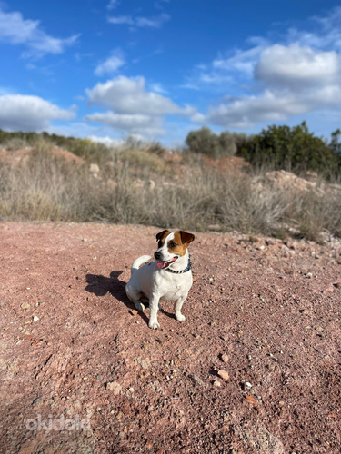 Džeka Rasela terjers pārošanai