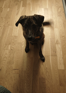 Atdodu suni labās rokās (2 foto no 2)