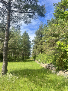 Pallasmaa, Muhu vald, Saaremaa (13 foto / 31)