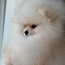 Pomeranian Померанский шпиц (фото #3)