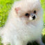 Pomeranian (foto #1)