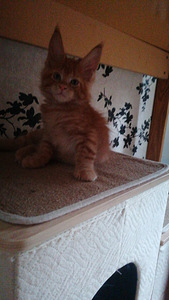 Mein-kun (5 foto / 7)