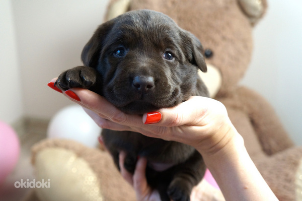 Tīršķirnes šokolādes labradora kucēni (foto #3)