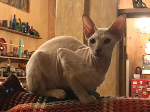 Кот