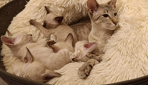 Orientālie kaķi (5 foto no 8)