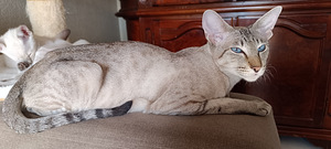 Orientālie kaķi (8 foto no 8)