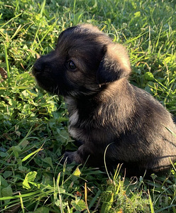 Väikese koera kutsikad (2 foto / 6)