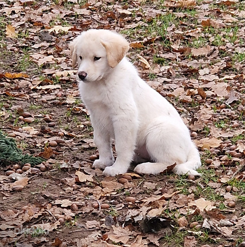 Kaukāza aitu suņa jauktenes