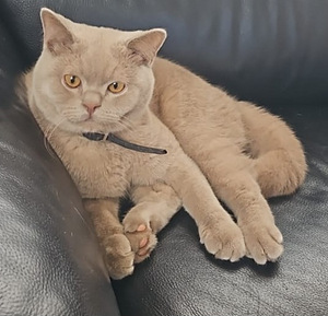 Kissa