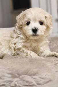 Maltipoo (2 valokuva sivusta 2)