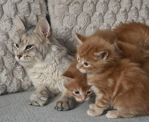 Kotikissan pennut (3 valokuva sivusta 4)