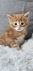 Kotikissan pennut (4 valokuva sivusta 4)