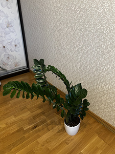 Замиокулькас комнатное растение (1 фото из 5)