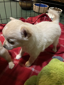 Kääpiökoira risteytys (5 valokuva sivusta 6)