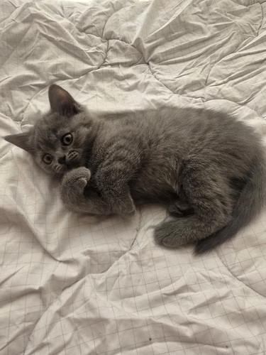 Котята скоттиш-страйт