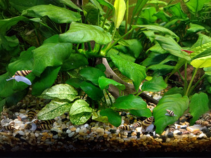 Anentome helena (3 фото из 3)